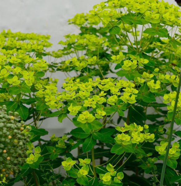 Wolfsmilch Pflanze mit gelben Blüten und grünen Blättern.