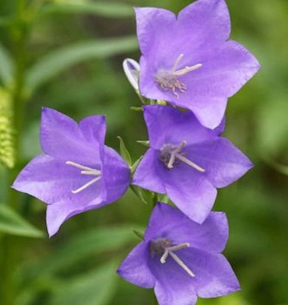Nahaufnahme von Glockenblumenblüten
