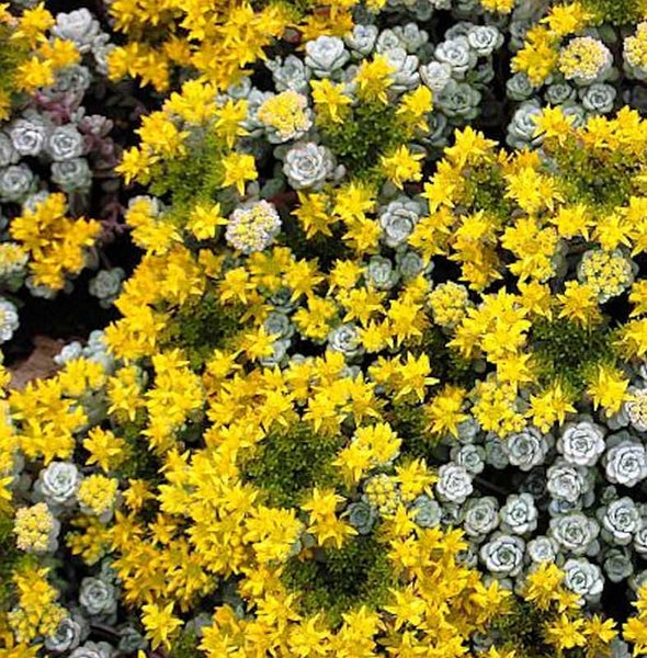 Gelbe und graue Fetthenne Bodendecker Pflanzen