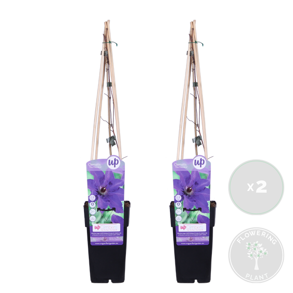 Bloomique - 2er-Set - Clematis The President - Waldrebe - Lila - Kletterpflanzen - Gartenpflanzen - Winterhart - 50-70 cm Hoch - Topf 15 cm