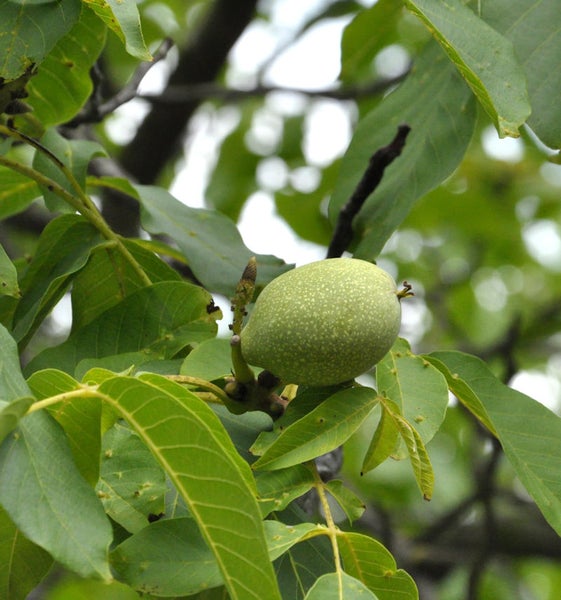 Unreife Walnuss am Baum mit grünen Blättern