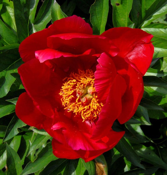 Rote Pfingstrose im Gartenbeet