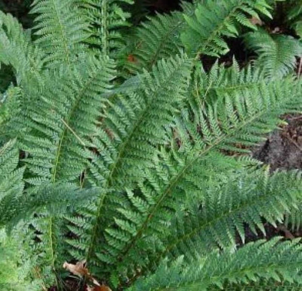 Nahaufnahme von Farnblättern