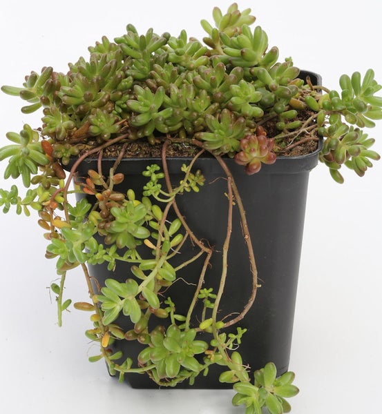 Fettblatt im schwarzen Topf