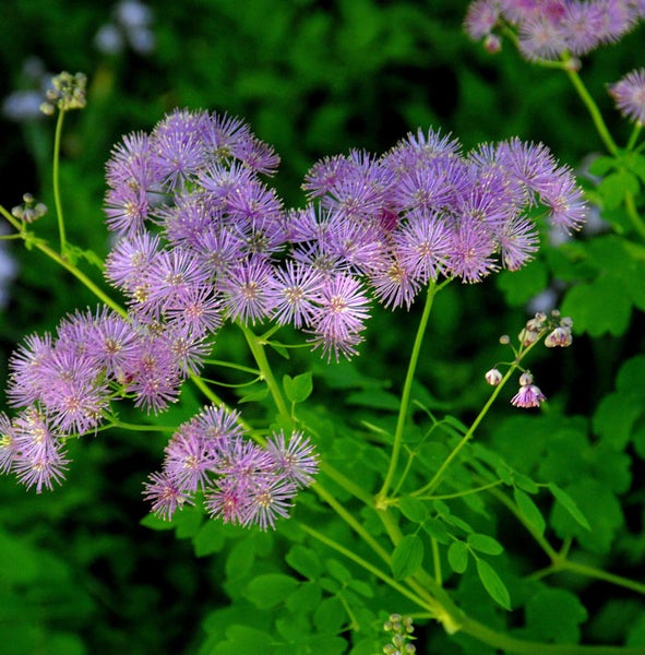 Blüte der Wiesenraute mit Blättern