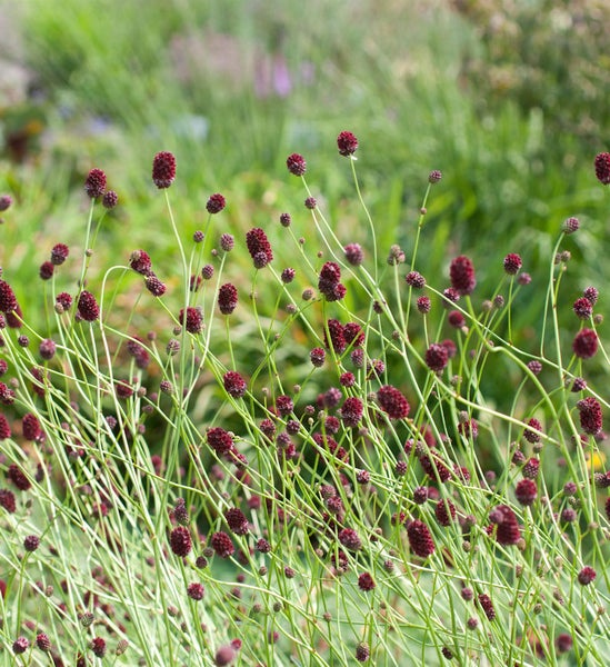 Blutweiderich-Pflanze im Garten