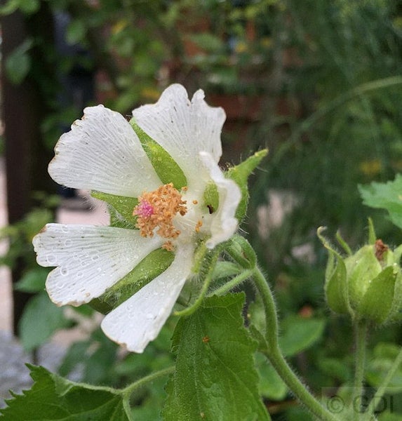 Nahaufnahme einer einzelnen Blume der Art Sidalcea candida
