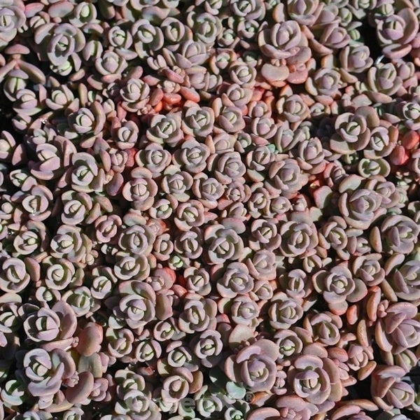 Nahaufnahme von Mauerpfeffer Sedum spathulifolium