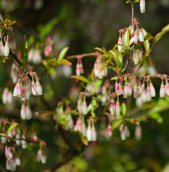 Nahaufnahme von Glockenheide mit Blättern
