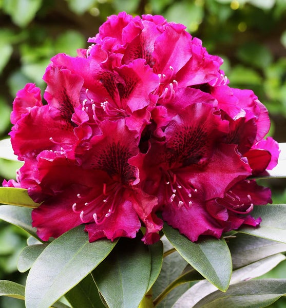 Nahaufnahme einer rotblühenden Rhododendronpflanze mit grünen Blättern.