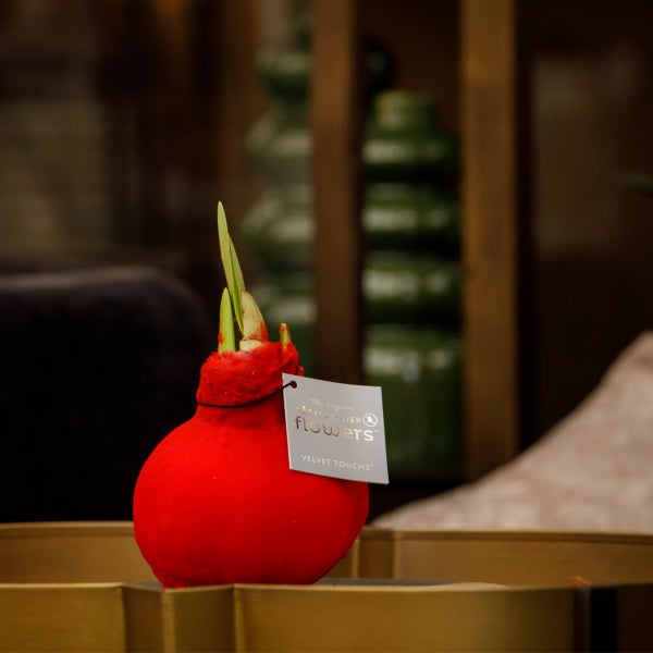 Bloomique – Amaryllis-Zwiebel in Wachs – rote Samtbeschichtung – Blumenzwiebel – keine Wasserblumen – Weihnachtsdekoration – 15–25 cm hoch bei Lieferung – wird bis zu 40–60 cm groß – 10 cm Durchmesser
