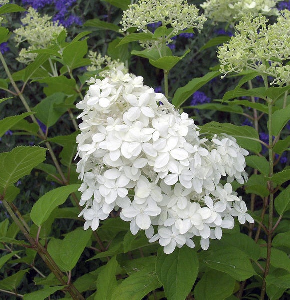 Nahaufnahme einer weißen Hortensienblüte mit grünen Blättern