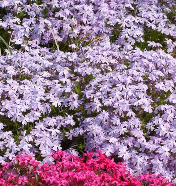 Blütenmeer aus Blaukissen und Polsterphlox im Garten