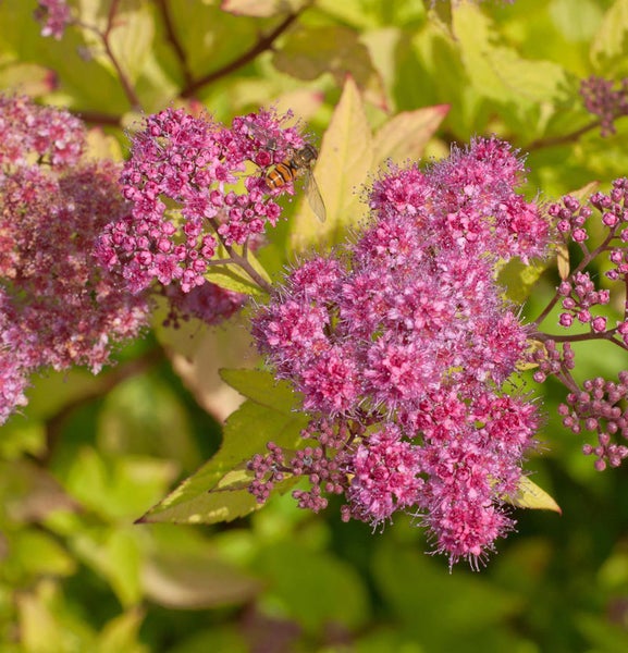 Nahaufnahme einer Spiraea-Pflanze mit rosa Blüten und einem Insekt