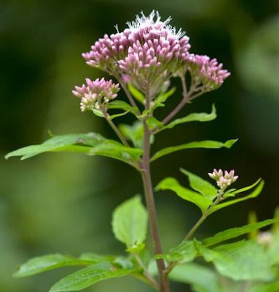 Nahaufnahme einer blühenden Eupatorium Pflanze im Garten.