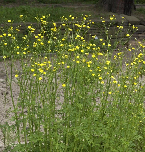 Wiesen-Hahnenfuß Pflanze mit gelben Blüten