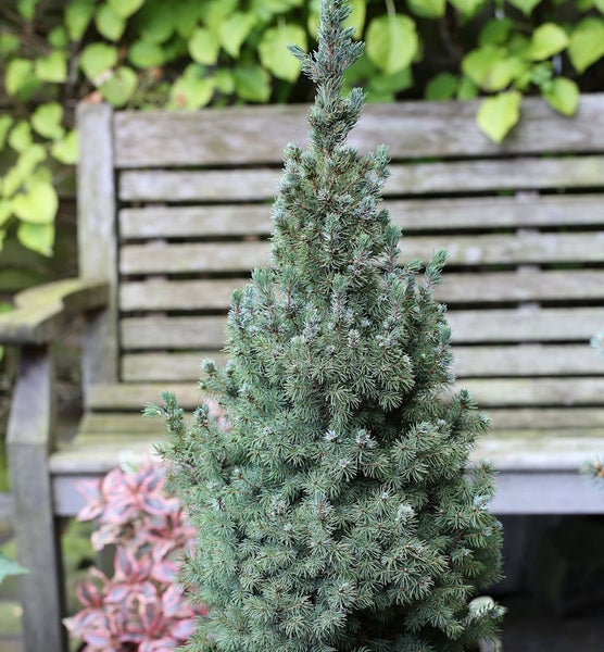 Zwerg-Fichte im Garten vor einer Holzbank