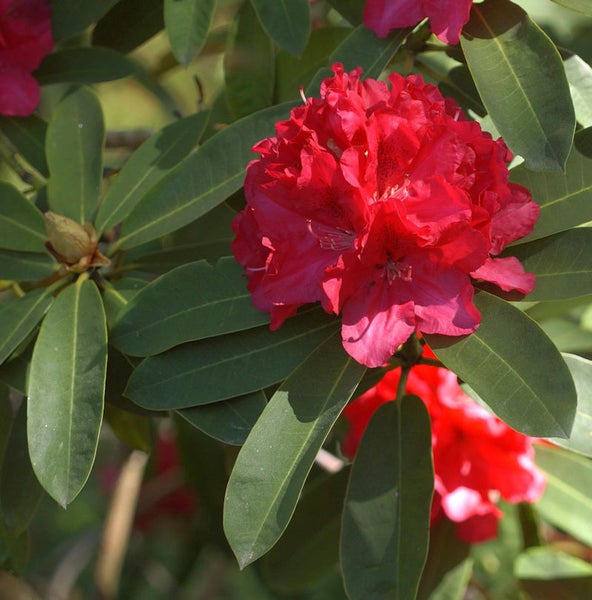 Rhododendron mit roten Blüten und grünen Blättern.