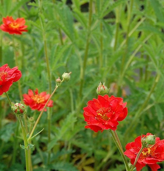Nahaufnahme von roten Nelkenwurzblüten im Garten.