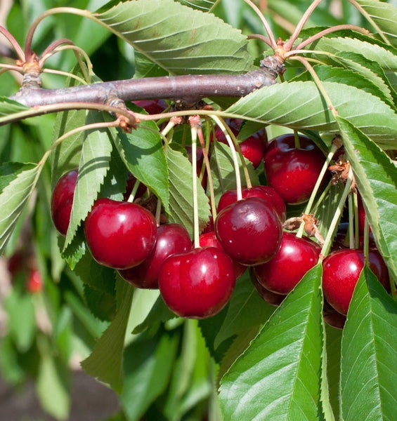 Kirschbaum mit reifen Kirschen und grünen Blättern