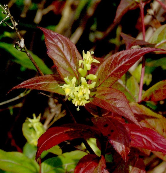 Nahaufnahme von blühenden Heckenkirschen mit roten Blättern.