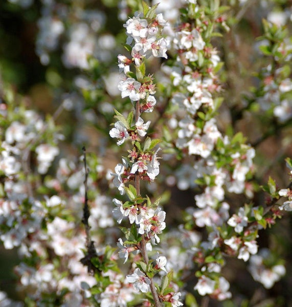 Filz-Kirsche mit weißen Blüten