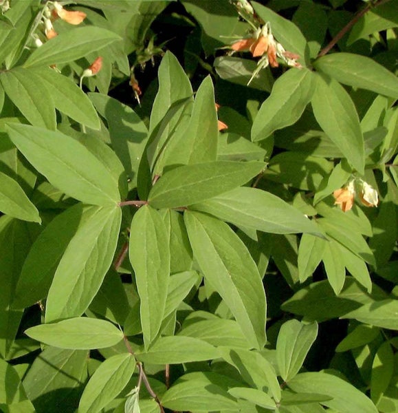 Nahaufnahme einer blühenden Goldblattpflanze.