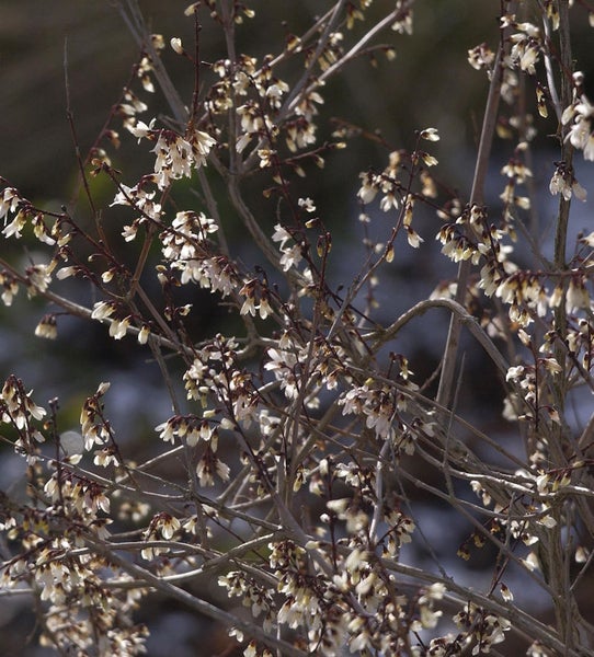 Blütenstrauch mit kleinen weißen Blüten