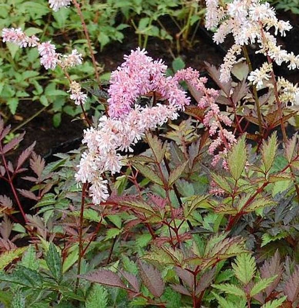 Astilbe mit rosa und weißen Blüten im Garten.