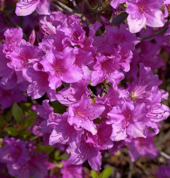 Nahaufnahme von lila Azaleenblüten.