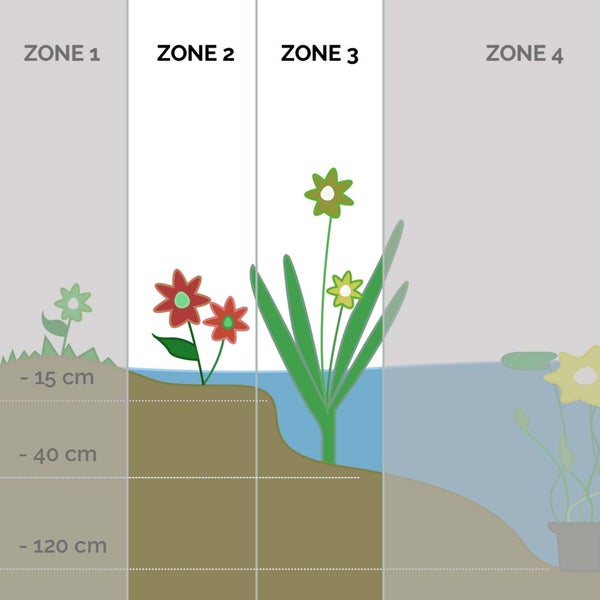 Acorus Calamus – Süßwassermelone – Teichpflanze – Pflegeleicht – Zone 2-3 – ⌀09 cm – ↕10-20 cm
