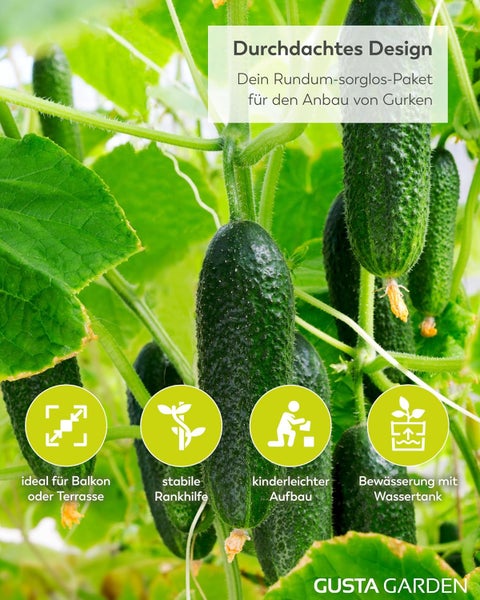 Gurkenpflanze mit Reifezeichen, geeignet für Balkon und Terrasse, stabile Rankhilfe, einfacher Aufbau und Bewässerung mit Wassertank