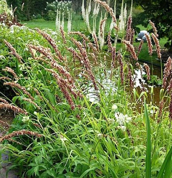 Gartenlandschaft mit blühendem Knöterich am Ufer eines Teiches