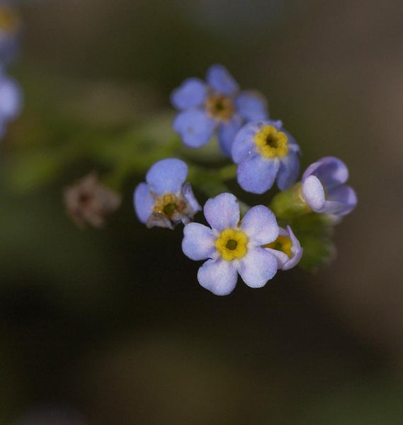 Nahaufnahme von Vergissmeinnichtblüten