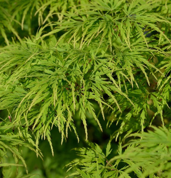 Detailaufnahme eines Fächerahorns mit filigranen Blättern