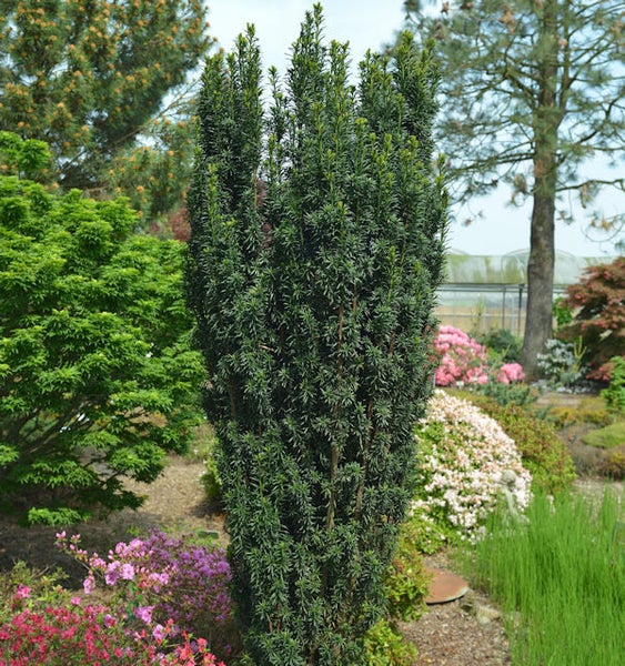 Im Bild ist eine Säuleneibe im Garten zu sehen.