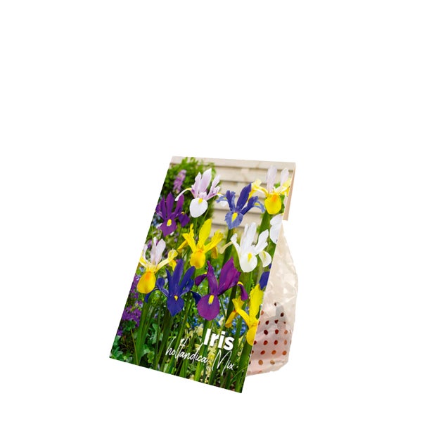 Bloomique - Mischung aus 50 - Iris Hollandica - Holländische Schwertlilie - Farbmischung - Blumenzwiebeln - Frühlingsblüte - Mehrjährige Pflanzen - Wird bis zu 50-60 cm groß