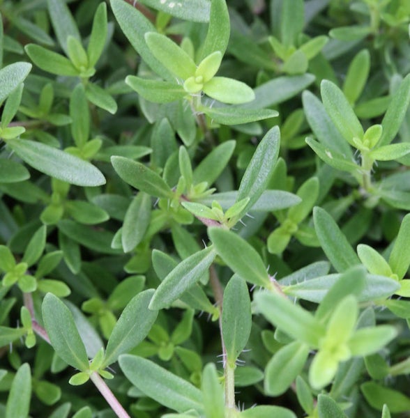 Nahaufnahme von Quendel Kräutern