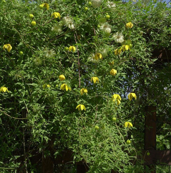 Gelbe Waldrebe mit grünen Blättern und Ranken auf einem Holzrahmen