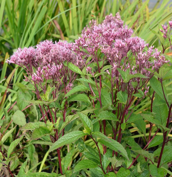 Eupatorium mit rosa Blüten und grünen Blättern.