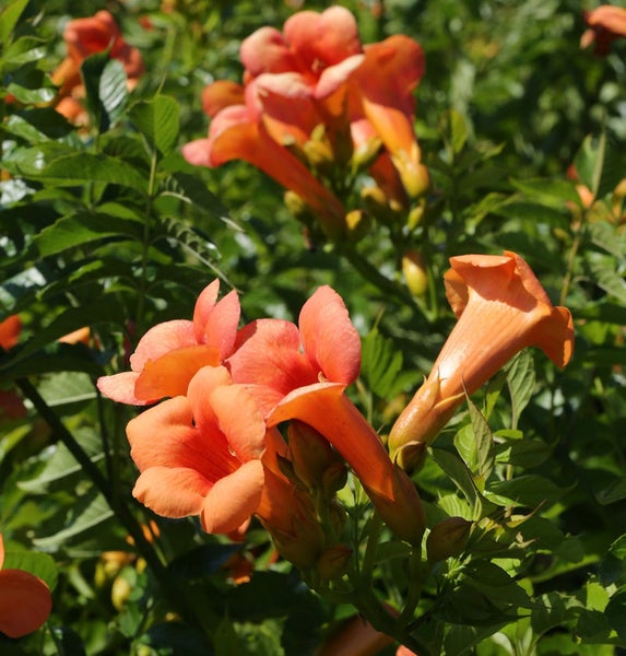 Trompetenblume mit oranger Blüte