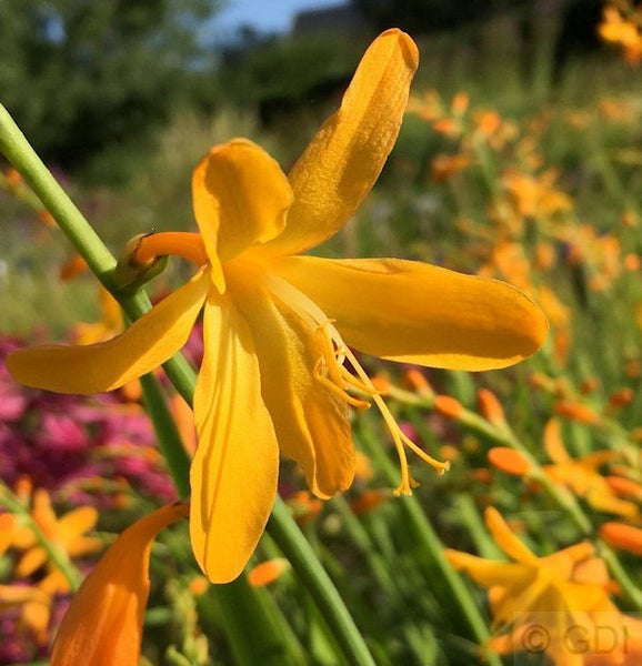 Nahaufnahme einer Montbretie im Garten.