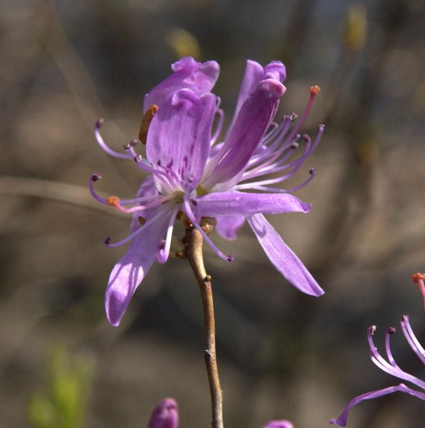 Nahaufnahme einer lila Azaleenblüte