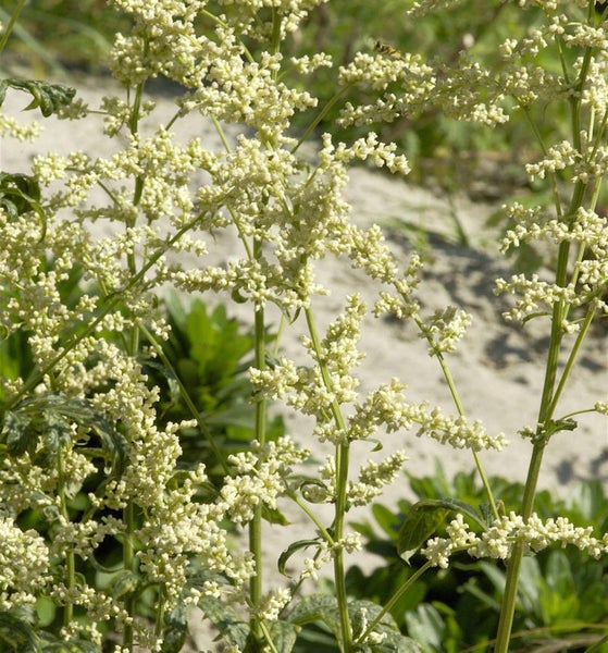 Blühende Gartenpflanze im Detail