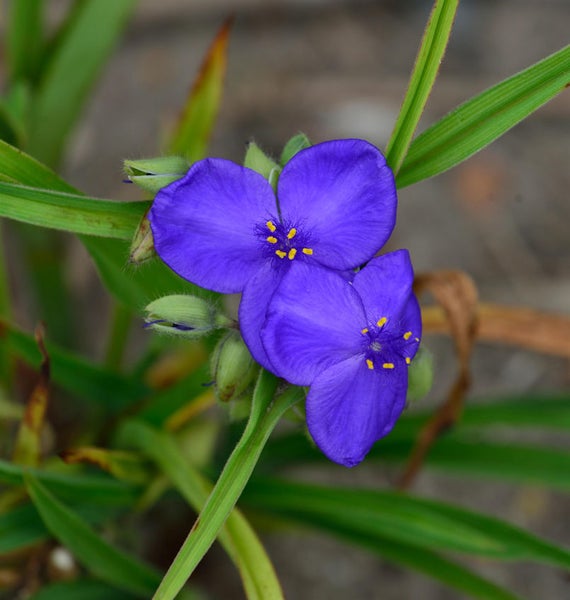 Nahaufnahme von Tradescantia-Blüten mit gelben Staubgefäßen