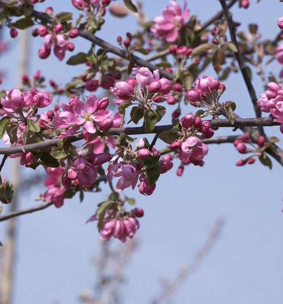 Blühender Zierapfelbaum mit rosa Blüten vor blauem Himmel