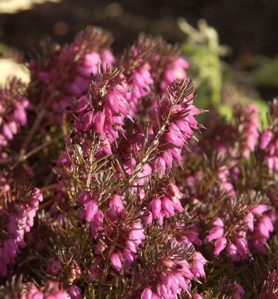 Nahaufnahme von Heidekraut mit rosa Blüten