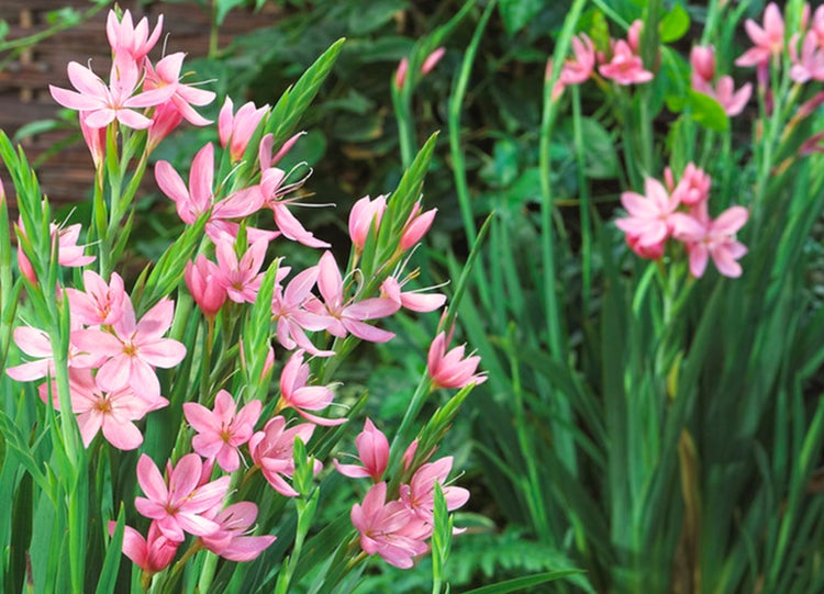 Rote Kaffernlie | Schizostylis 'Coccinea' 6x - Topfpflanze im Gartentopf ⌀9 cm - ↕15 cm