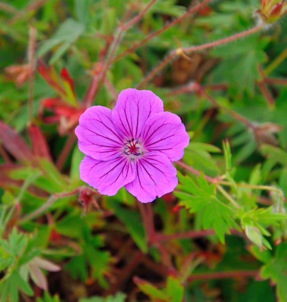 Einzelne Storchschnabelblüte mit fünf Blütenblättern im Gartenbeet