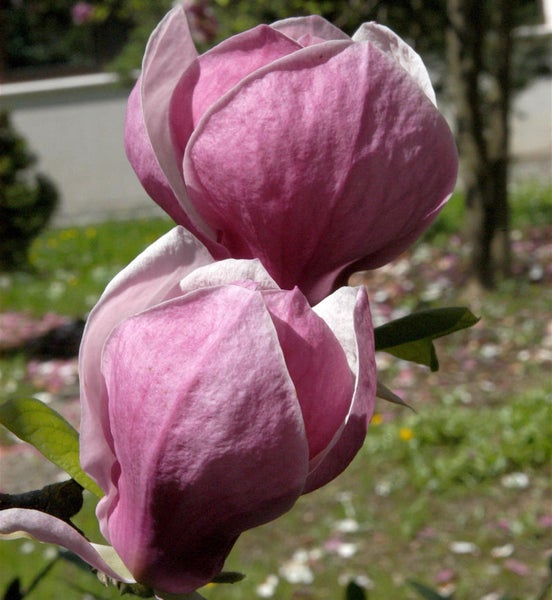 Nahaufnahme von Magnolienblüten